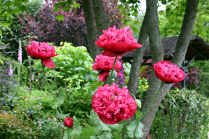 Poppy
